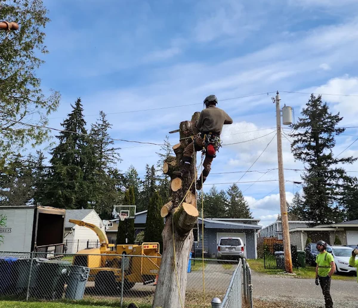 Pacific Tree Services