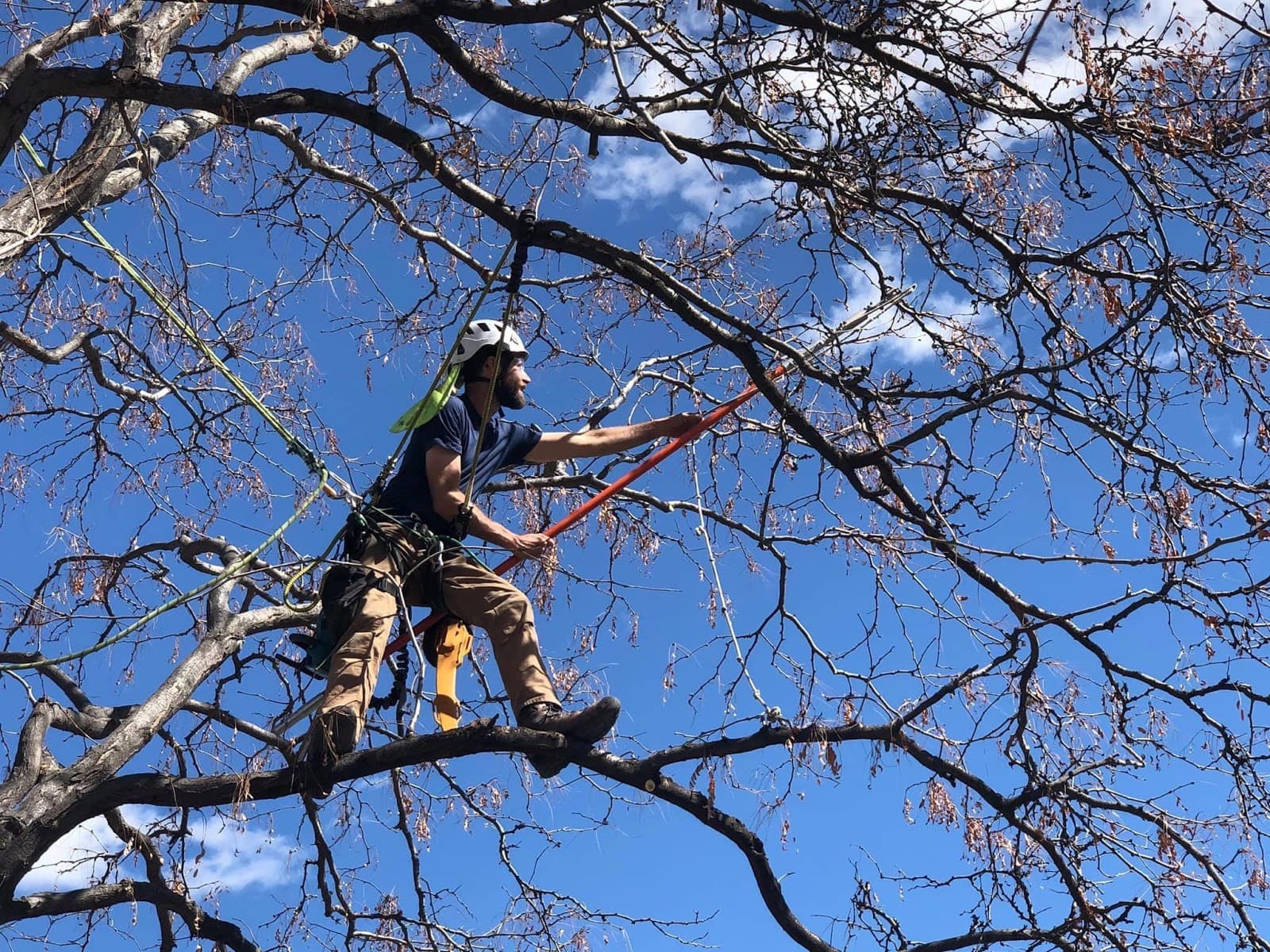 Little Bear Tree Service