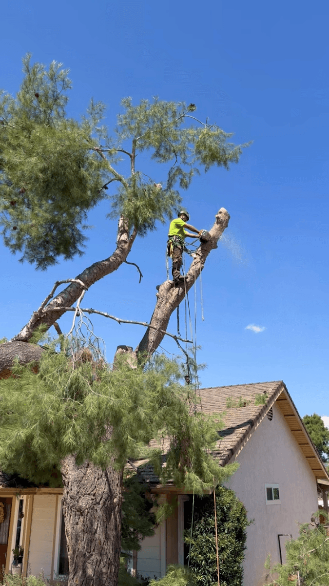 Bronson Tree Service
