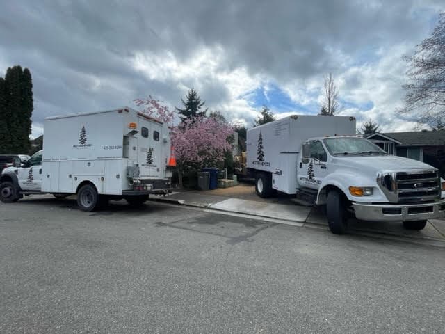 Western Hemlock Tree Service