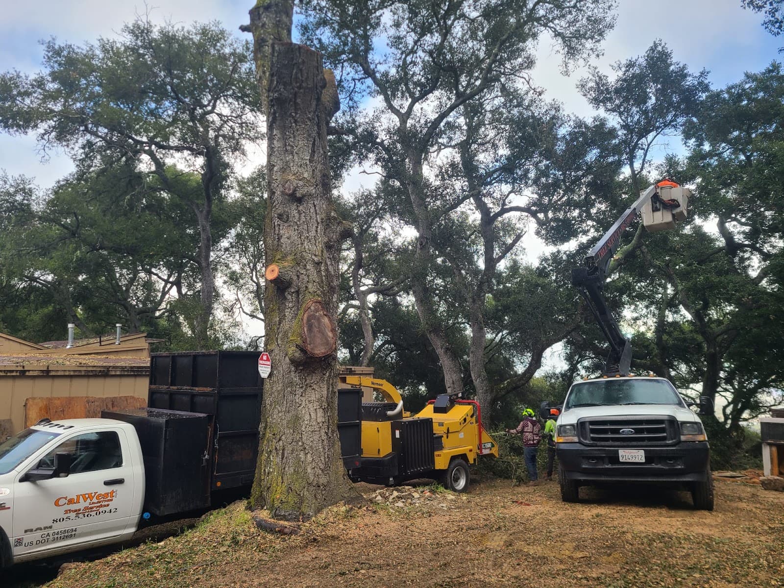 CalWest Tree Service