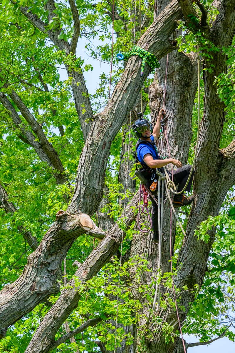 Skyview Tree Care LLC