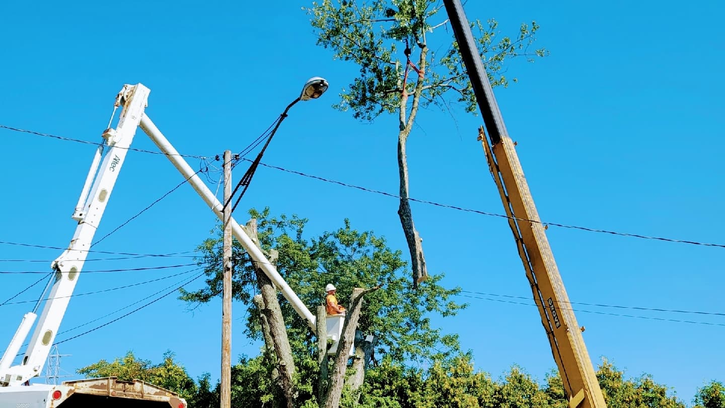 Whisman's Apex Tree LLC