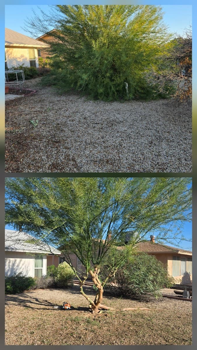 Trett Landscaping | Phoenix Tree Stump Removal