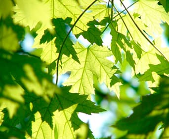 First Choice Tree Care Inc