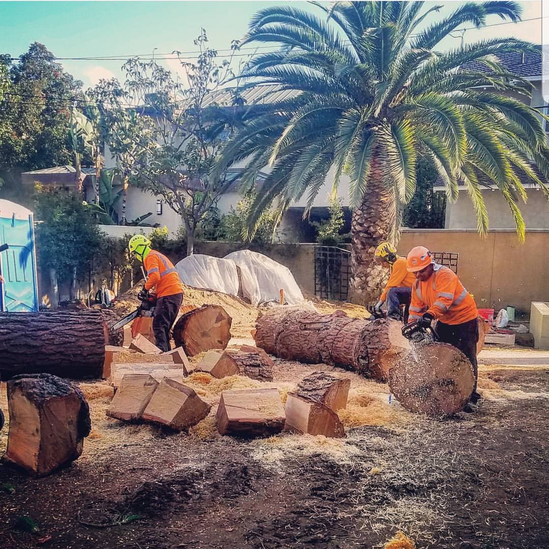 Arborcare Tree Care