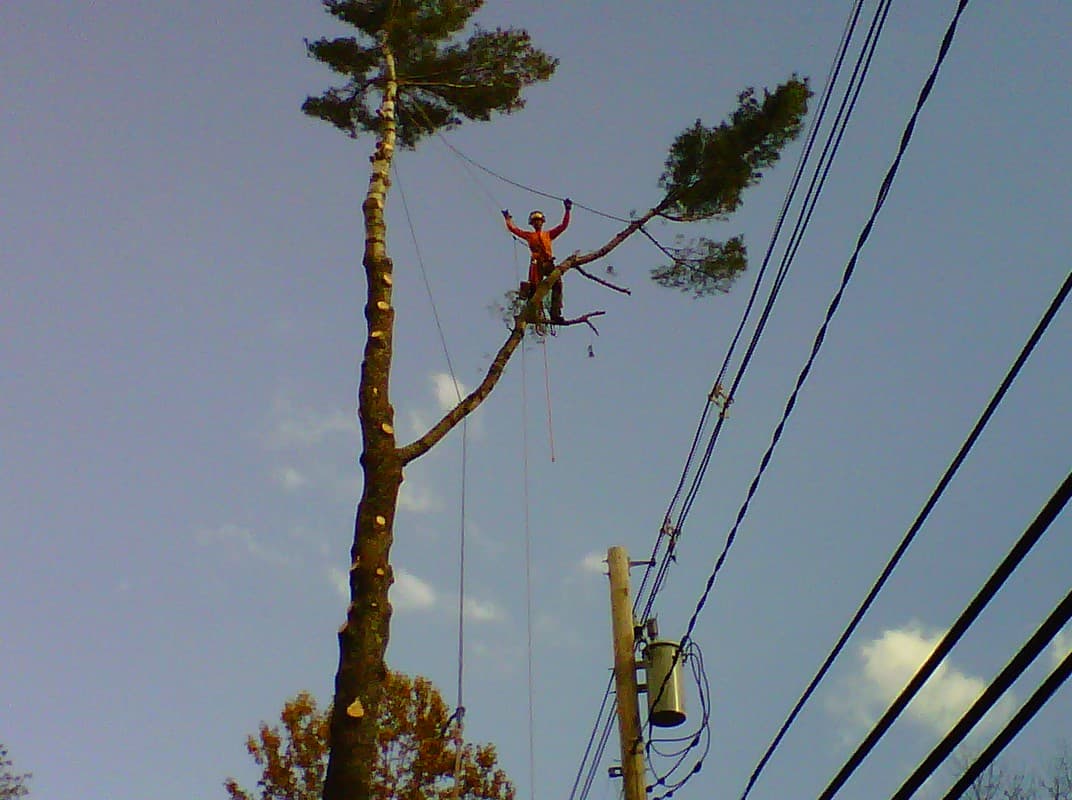 Limber Tree Services Inc.