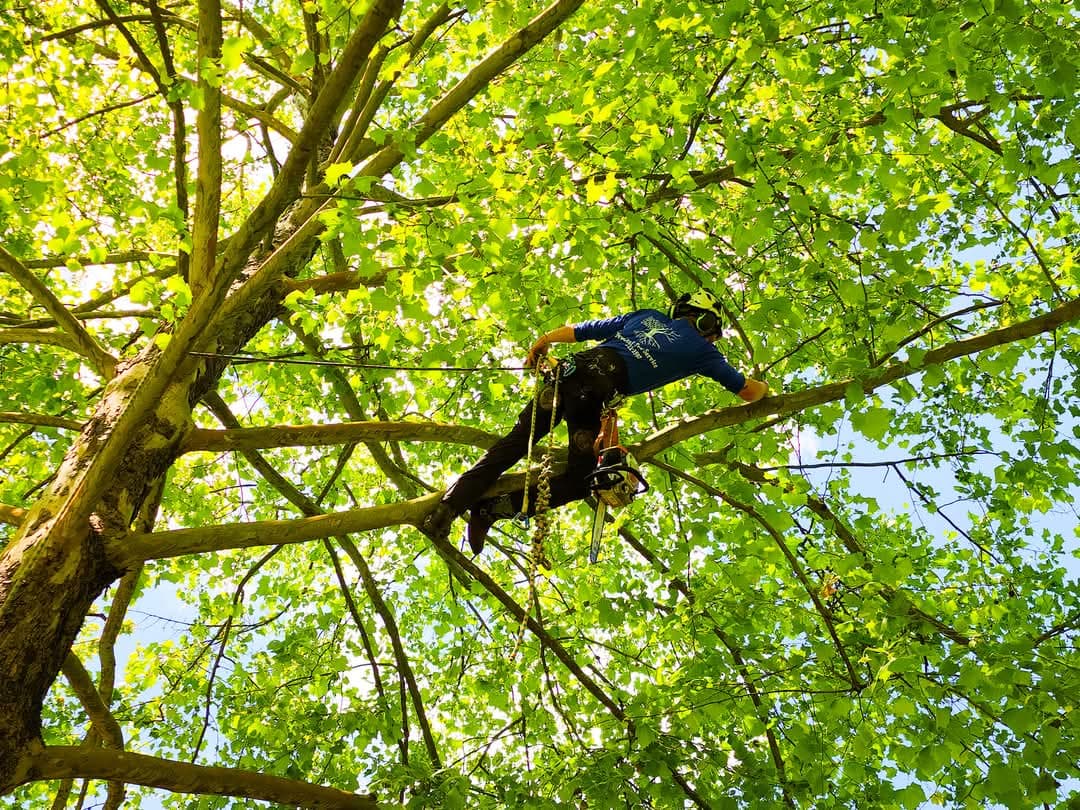 New Leaf Tree Service