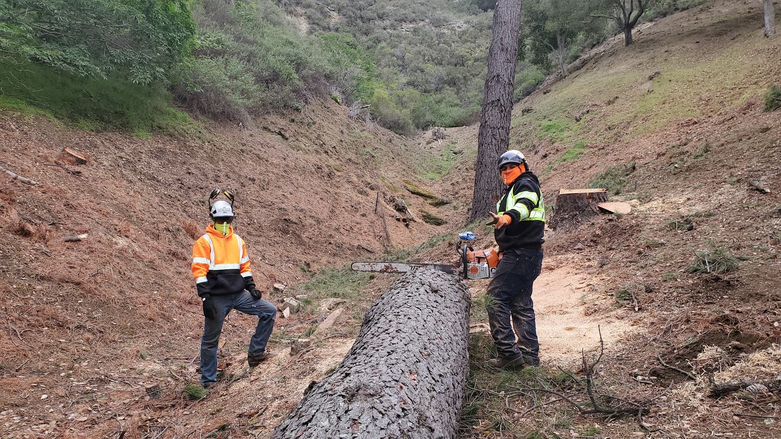 Skyline Tree Experts