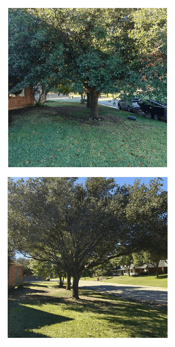 🌳Snappy's Tree Trimming & Removal Service