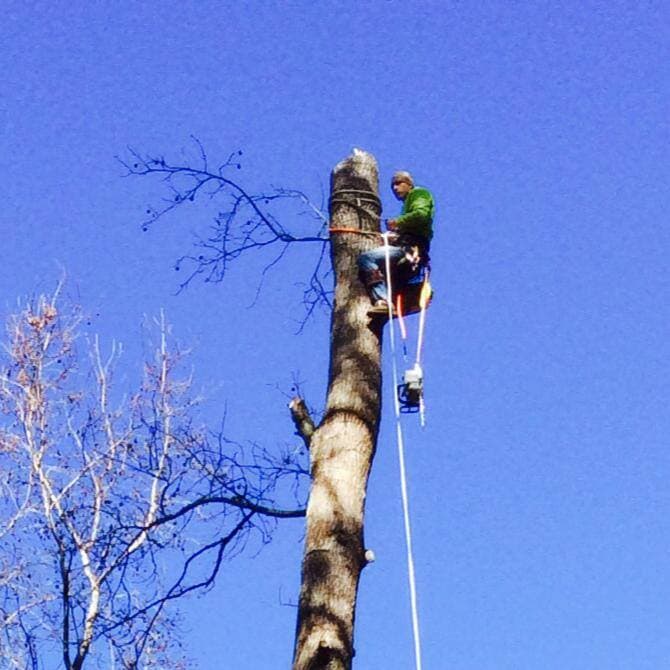 Thornton's Tree Services Macon, GA