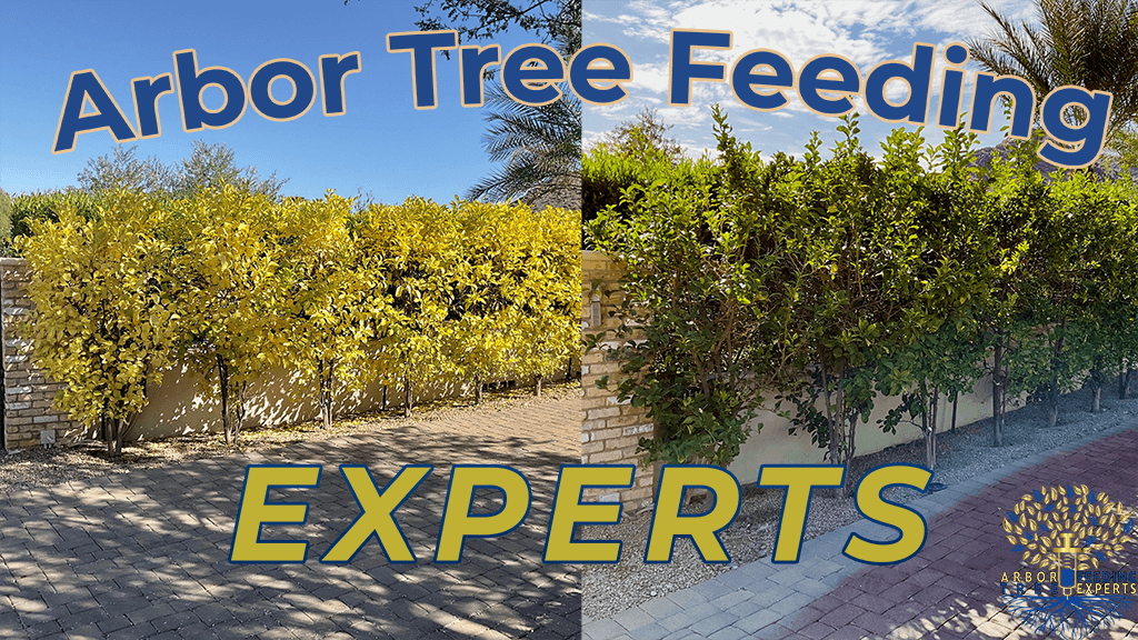 Arbor Tree Feeding Experts
