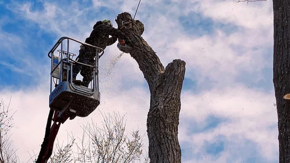Vision Tree Service