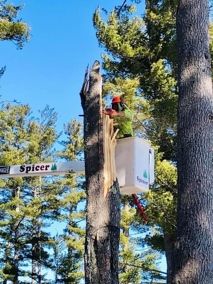 Spicer Tree Specialists