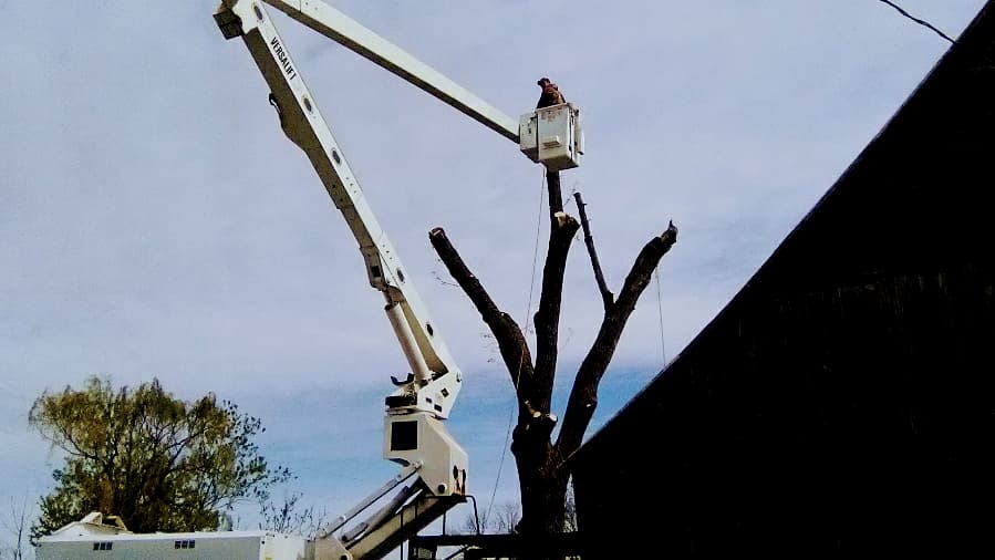 Jeremy Myers Tree service & Stump Grinding