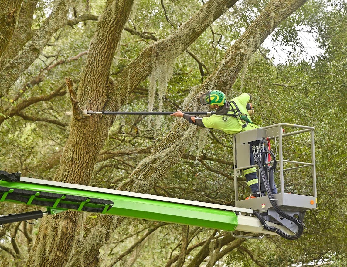Georgetown Tree Services