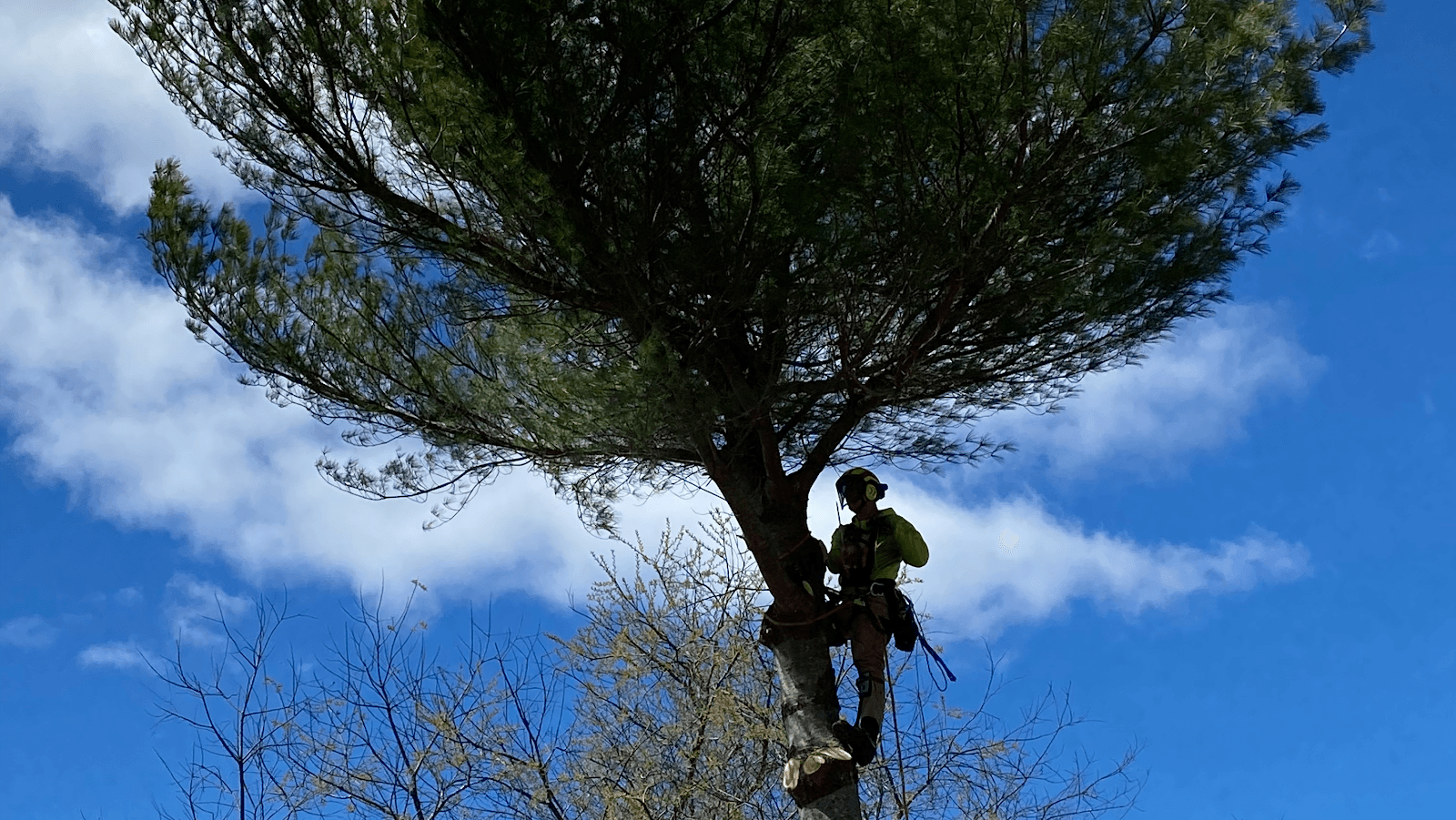 Swede's Tree Service LLC