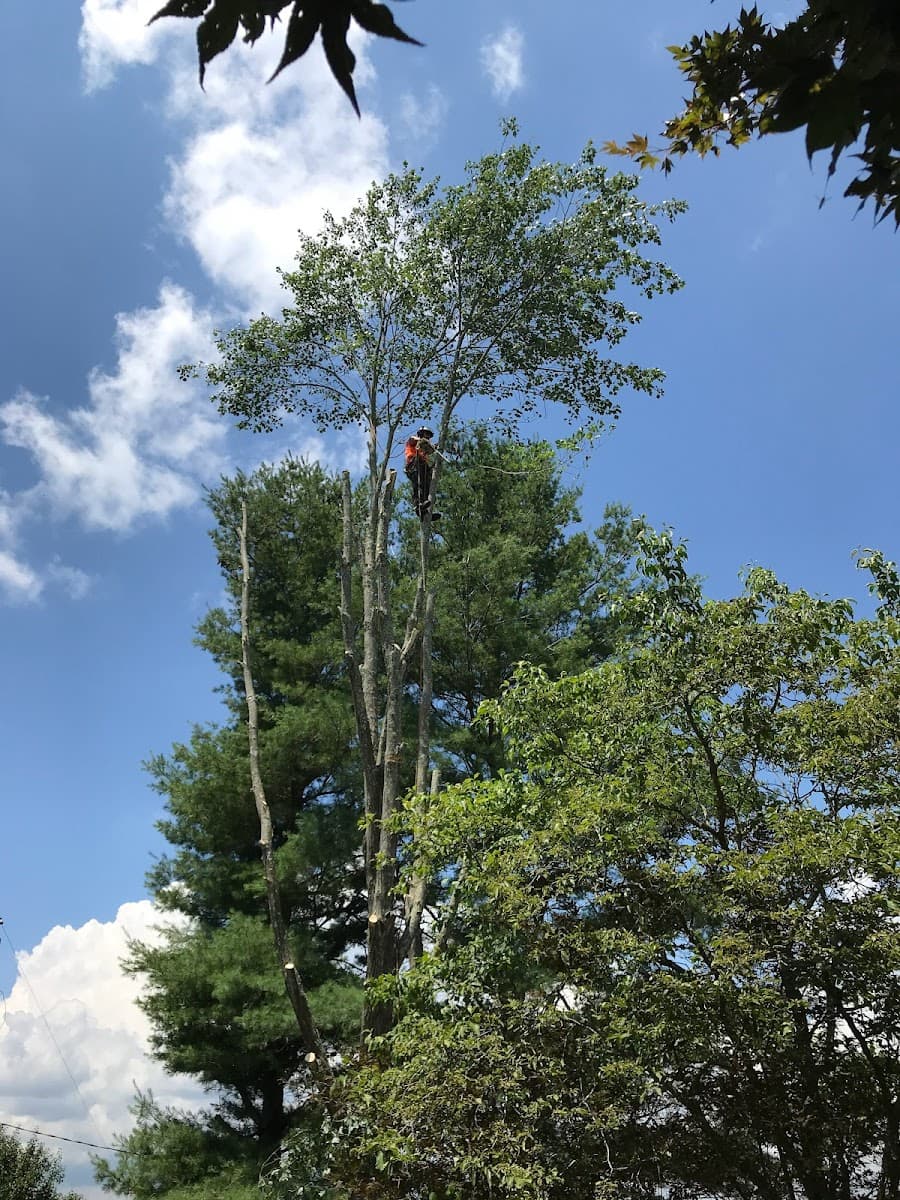 Superior Asphalt Maintenance & Tree Experts