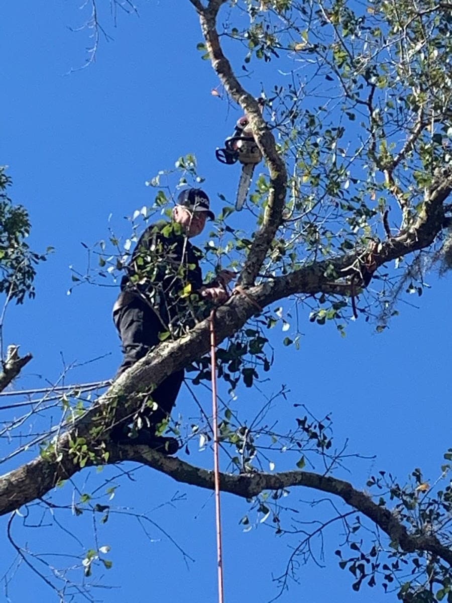 Danny Baugher Tree Service