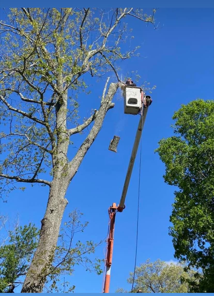 Star Landscaping & Tree Service