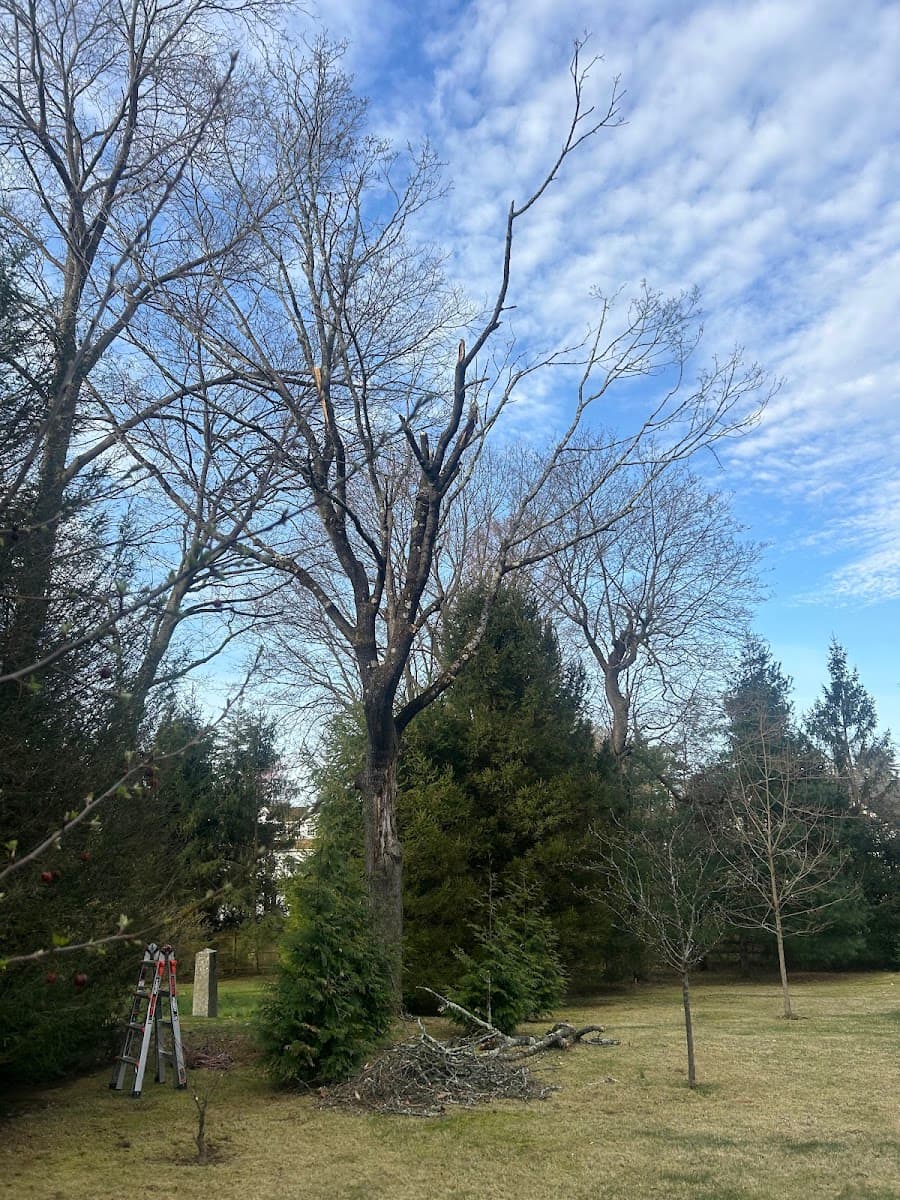 Jose Salinas Tree Service