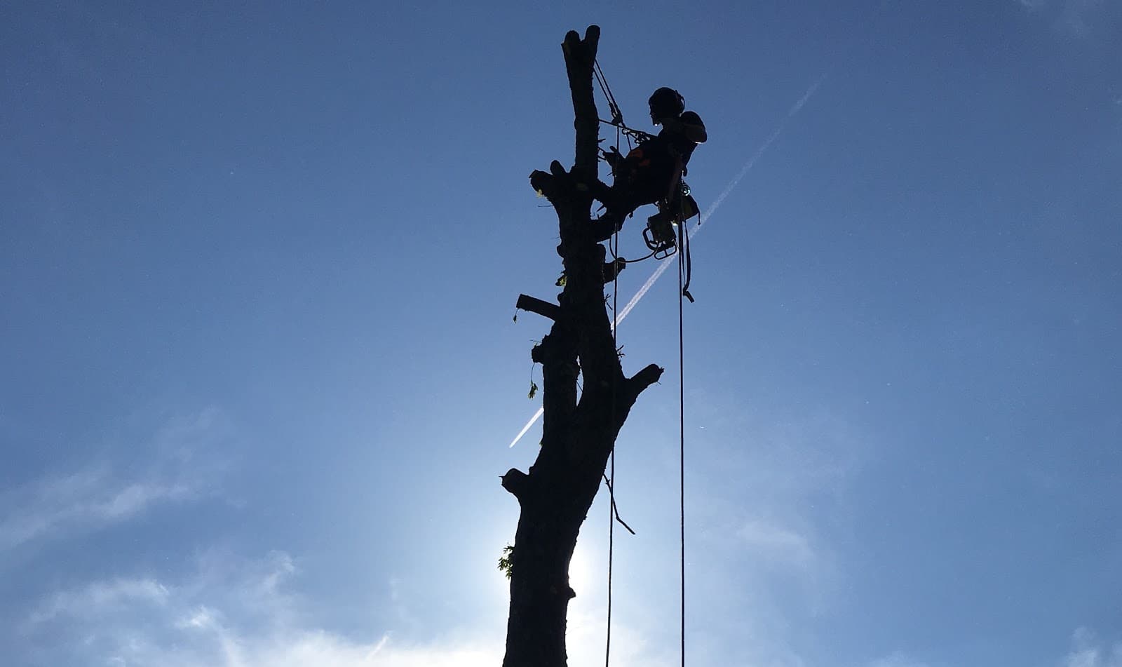 Charlottesville Tree Service