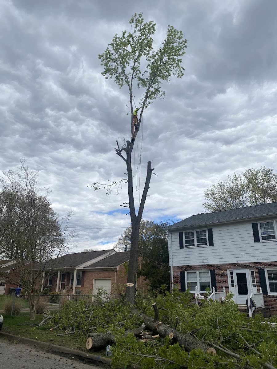 The Tree Guys Corporation