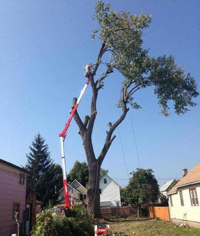 Schmitt Tree Service and Landscaping