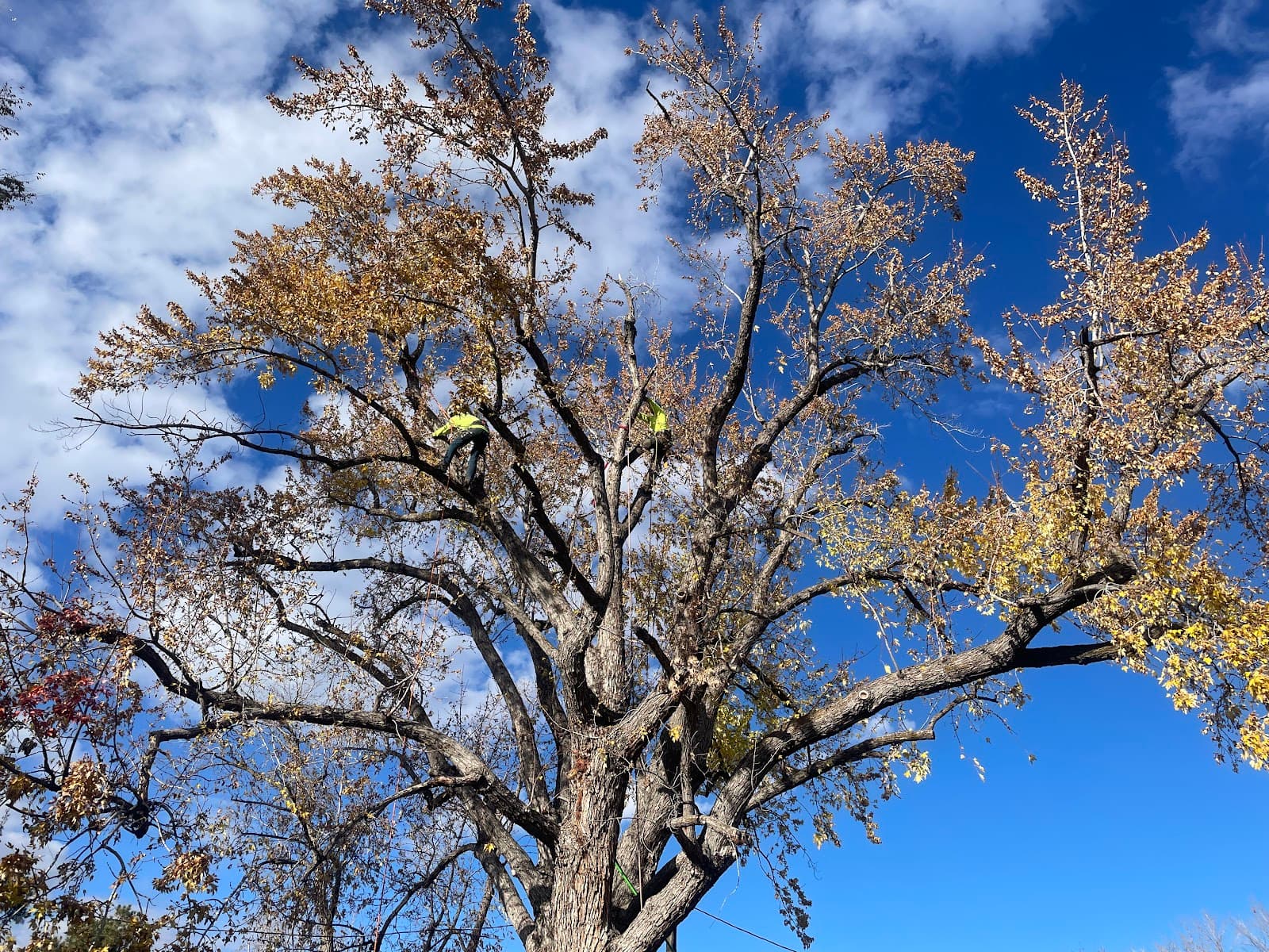 Organic Choice Tree and Lawn Care