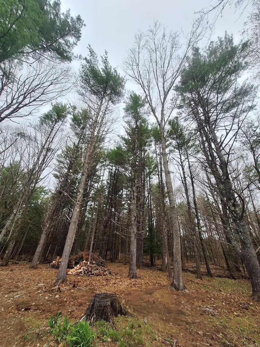 WoodWorks Maine Tree Service