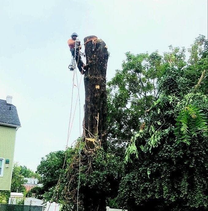 Golden Tree pruning,removal and stump service .