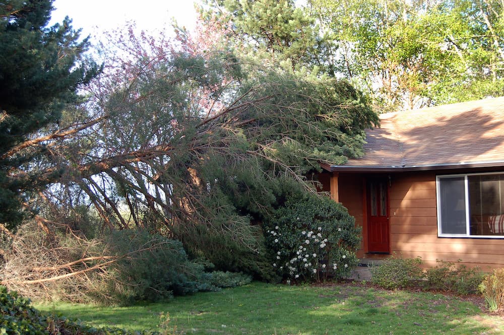 Tree Images - Professional Tree Service