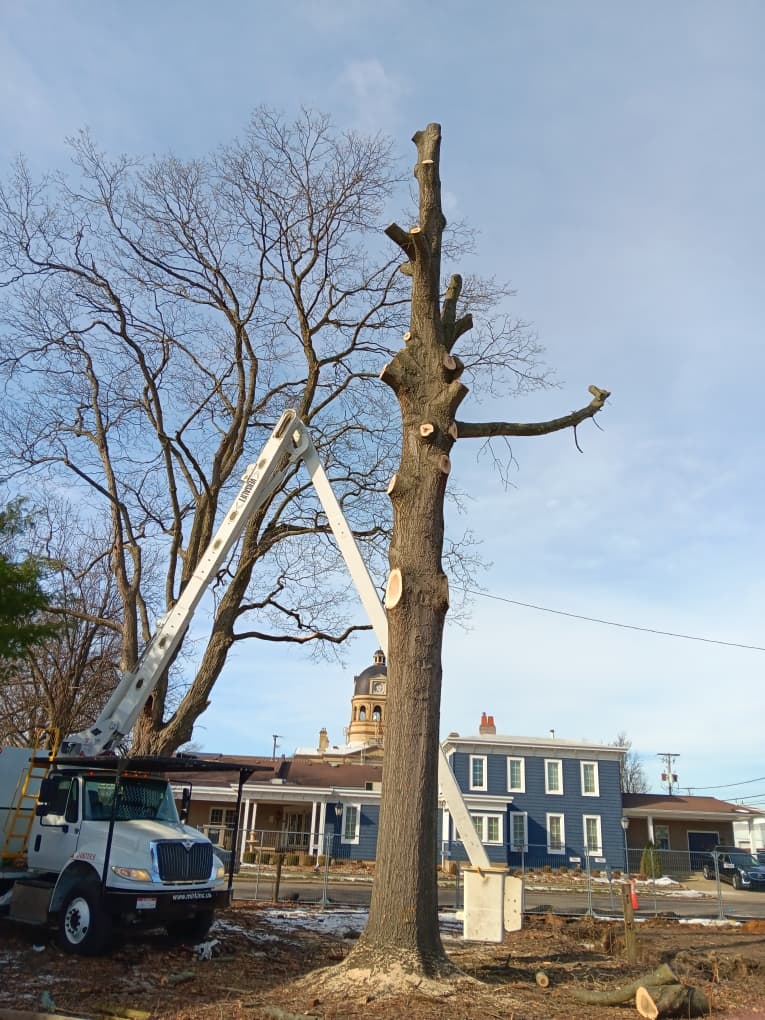 Dakota's Tree Service