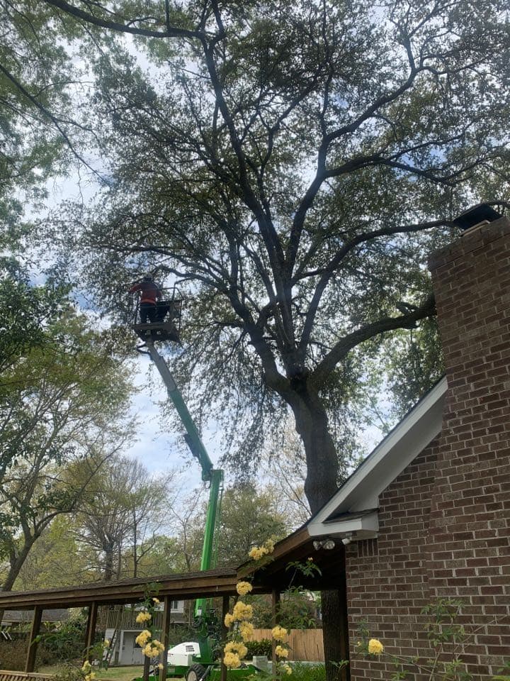 Planet Green Tree Service