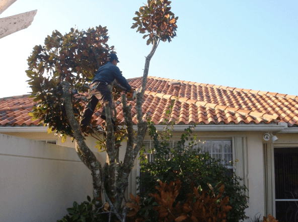 Anchor Tree Services
