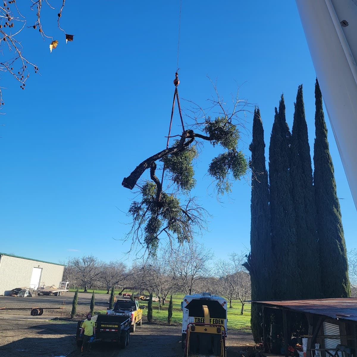 Tree Of Eden Tree Services
