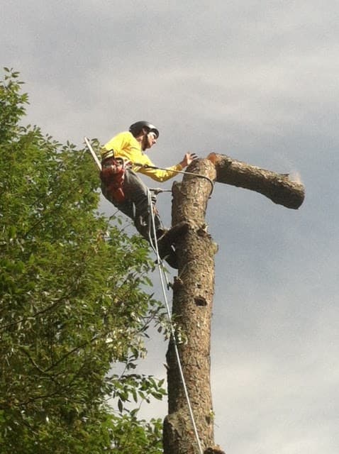 Pollard Tree Service LLC