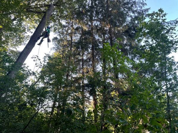 Tree Service of North Liberty
