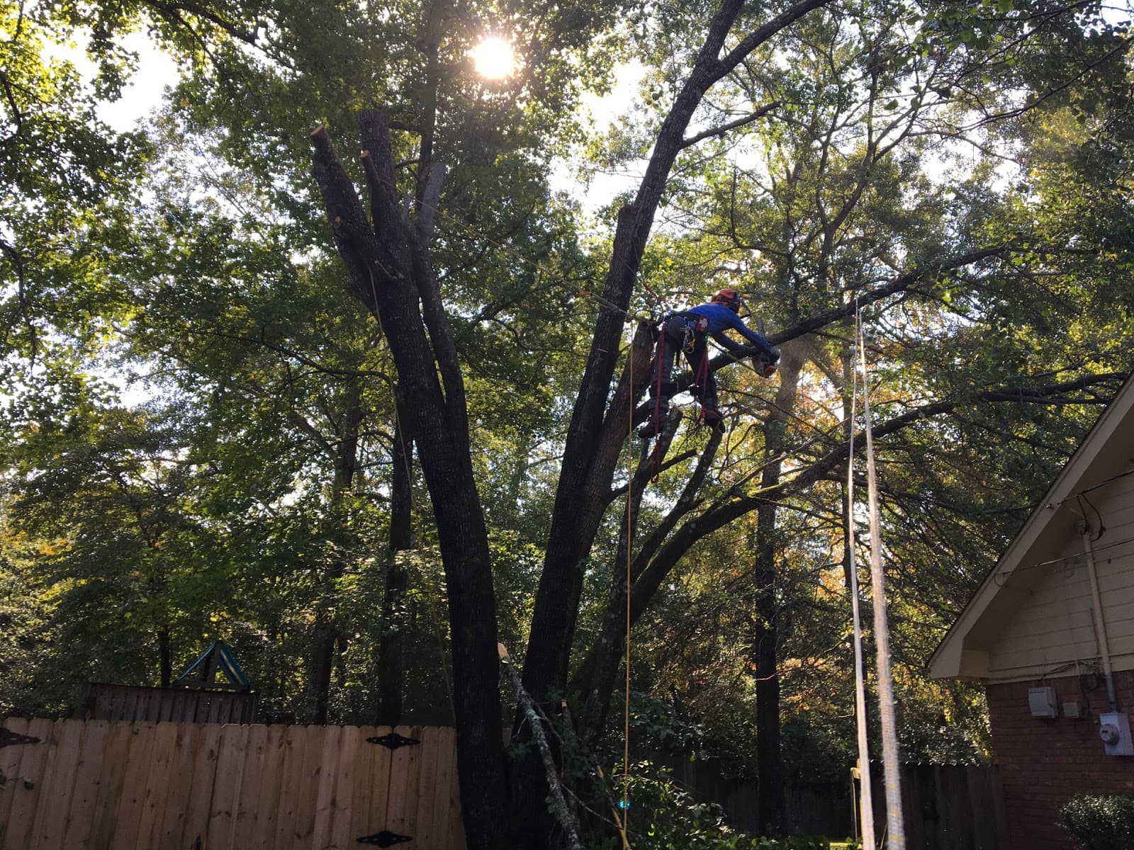 Pinion Tree Care llc