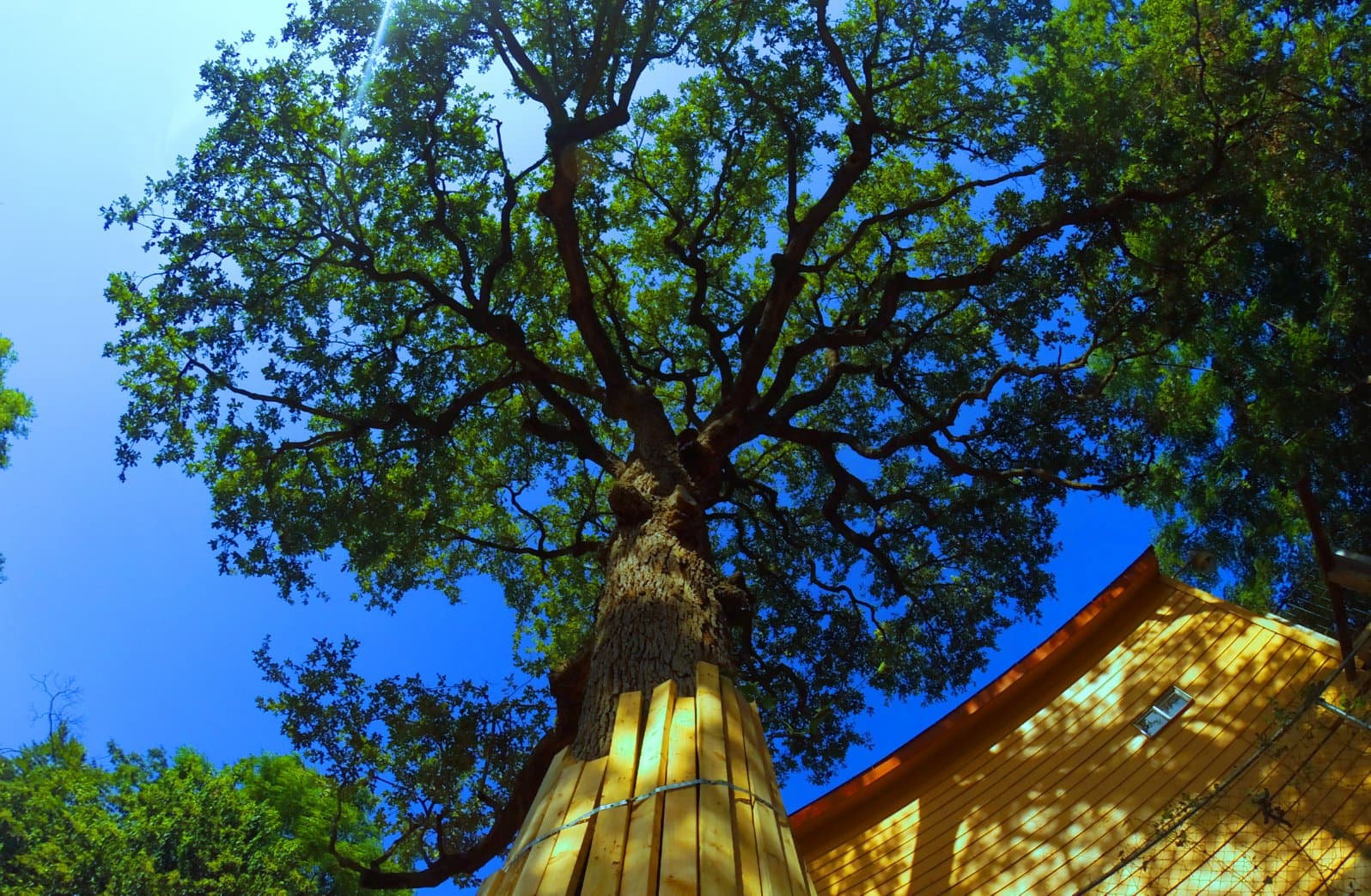 Austin Tree Surgeons