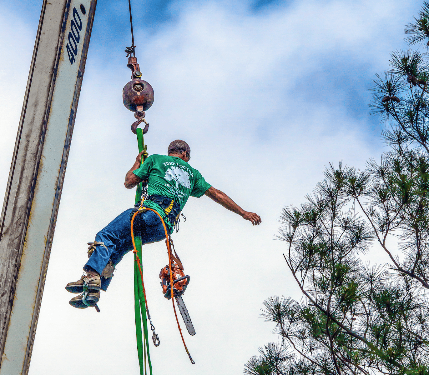 Tree Doctor Tree Services