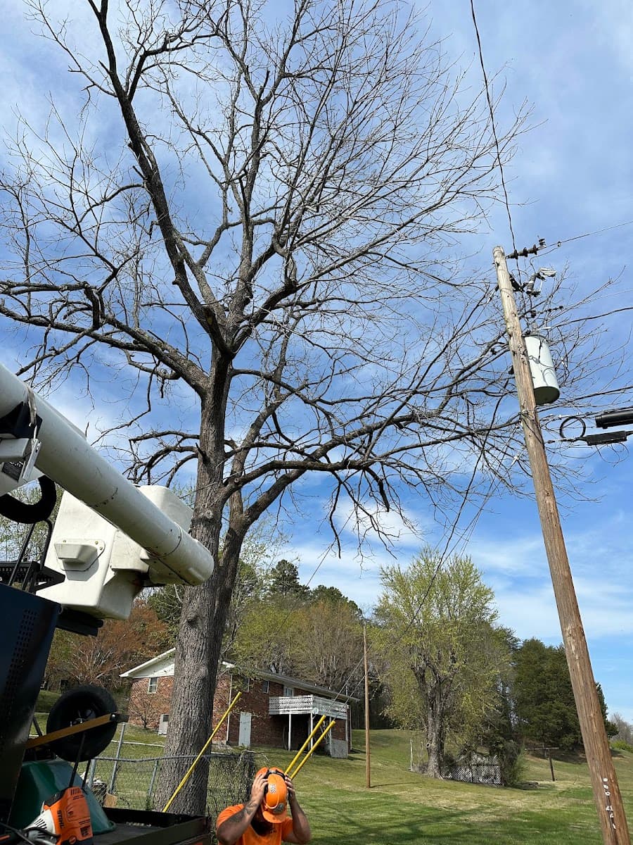 Brandon's Tree Service