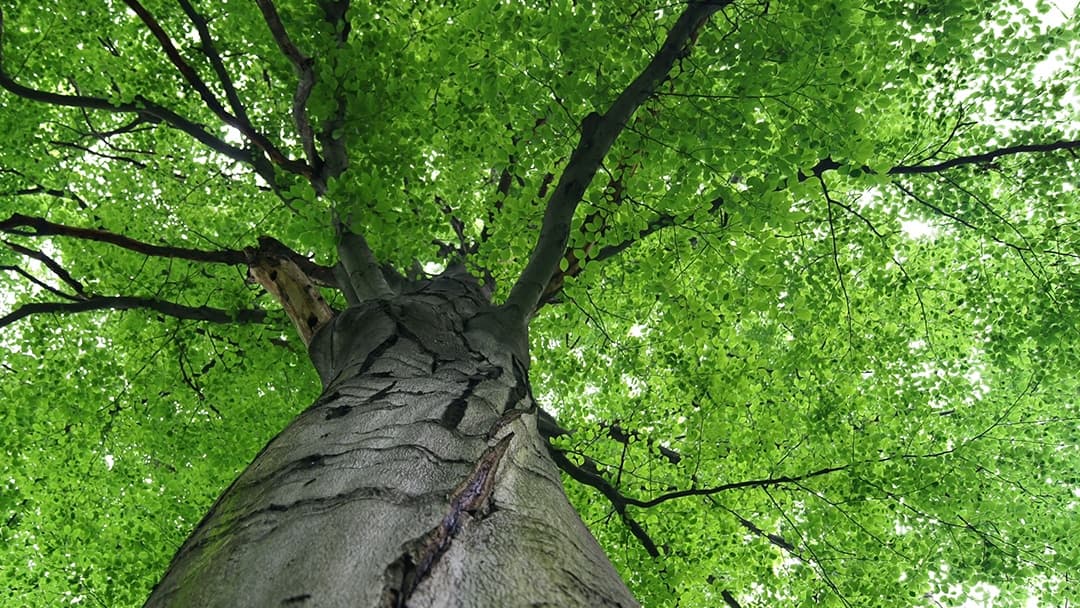 A-1 Tree Service | Tree Removal, Trimming & Stump Grinding CT