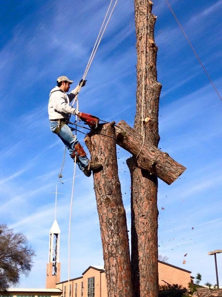 David's Tree Service