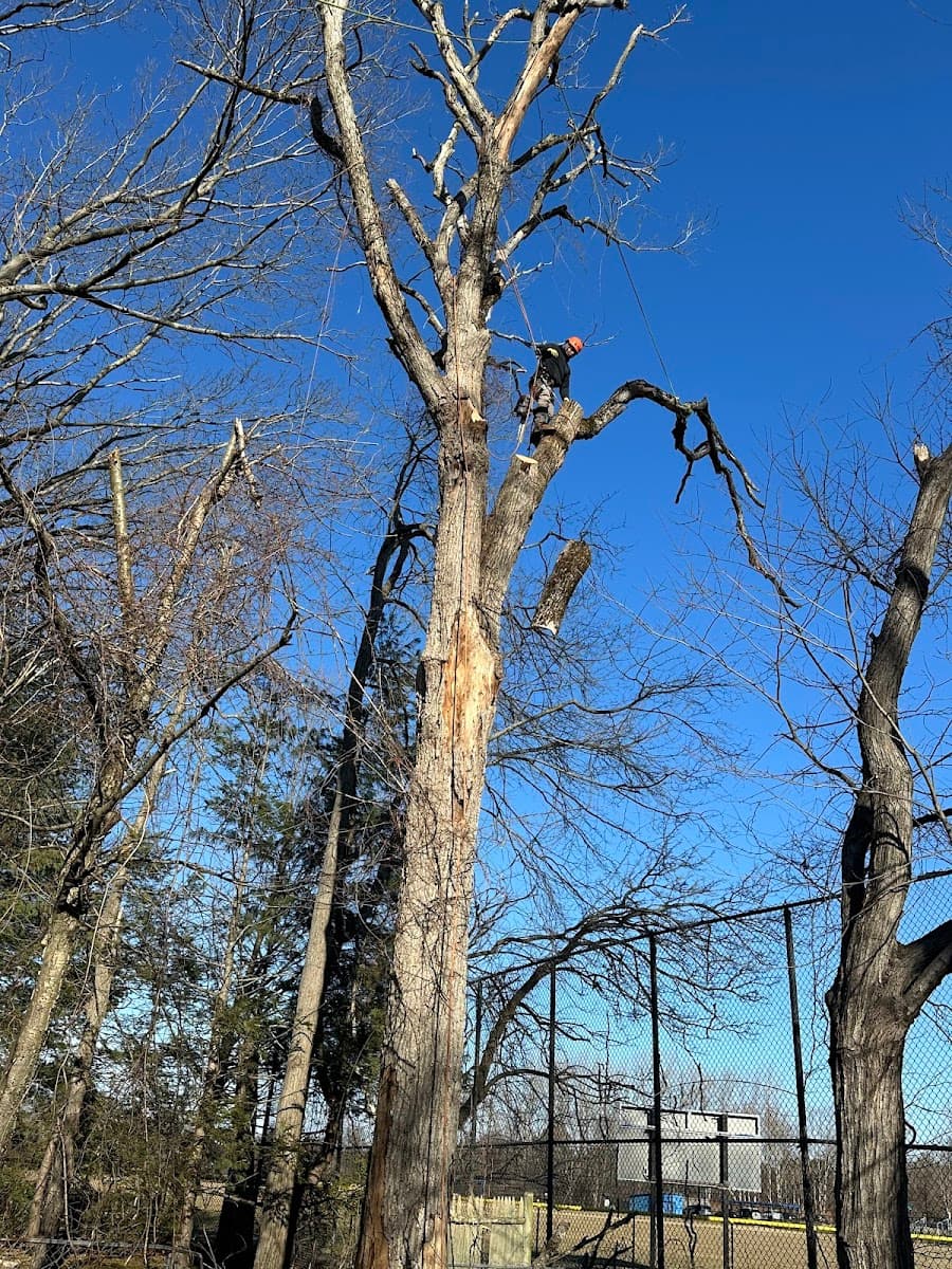 Wilson Tree & Landscaping Service