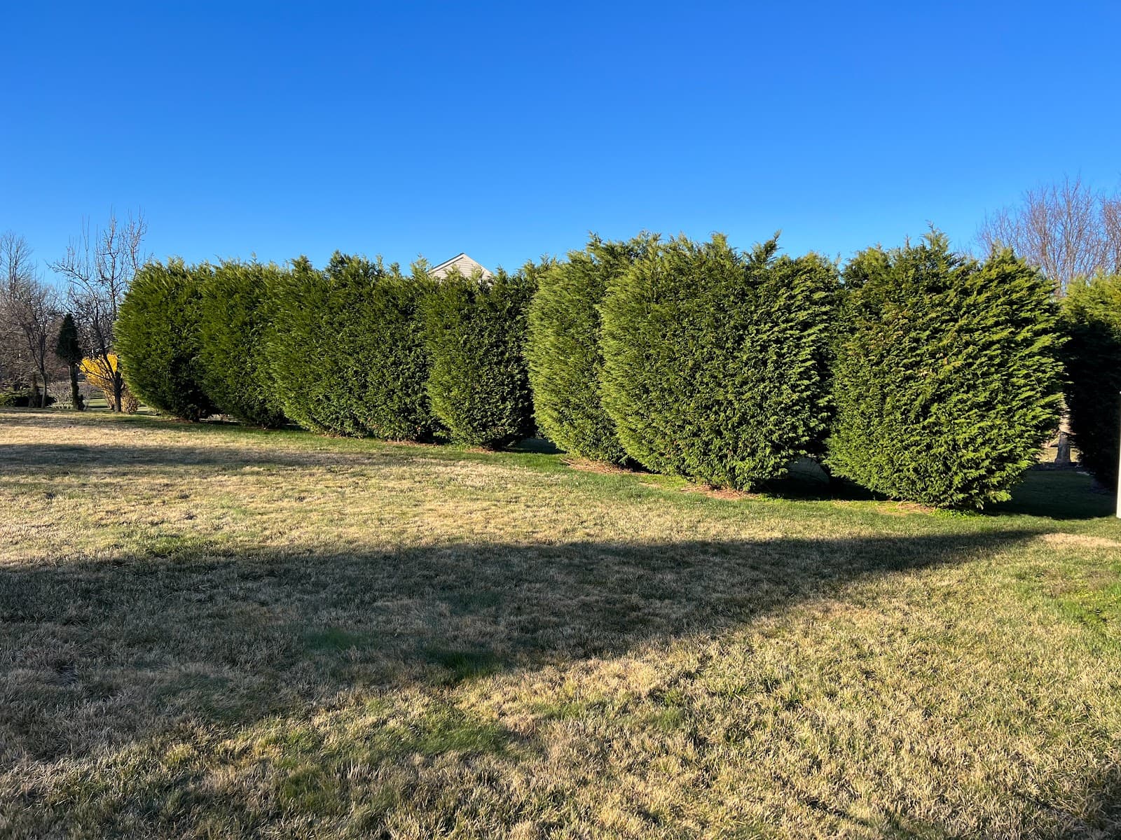 Maryland Professional Tree Services
