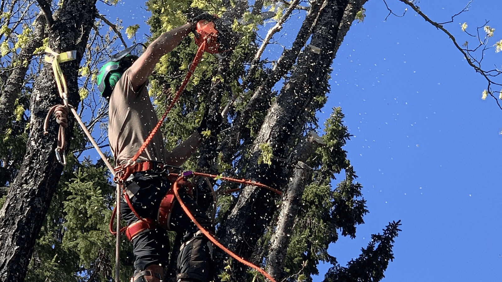 906 Tree Service LLC