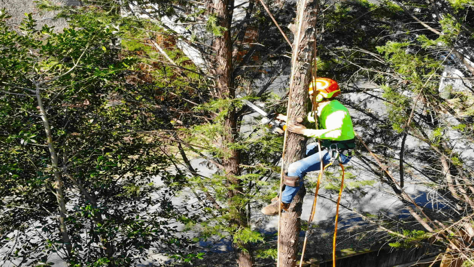 Beautiful Country Tree Service