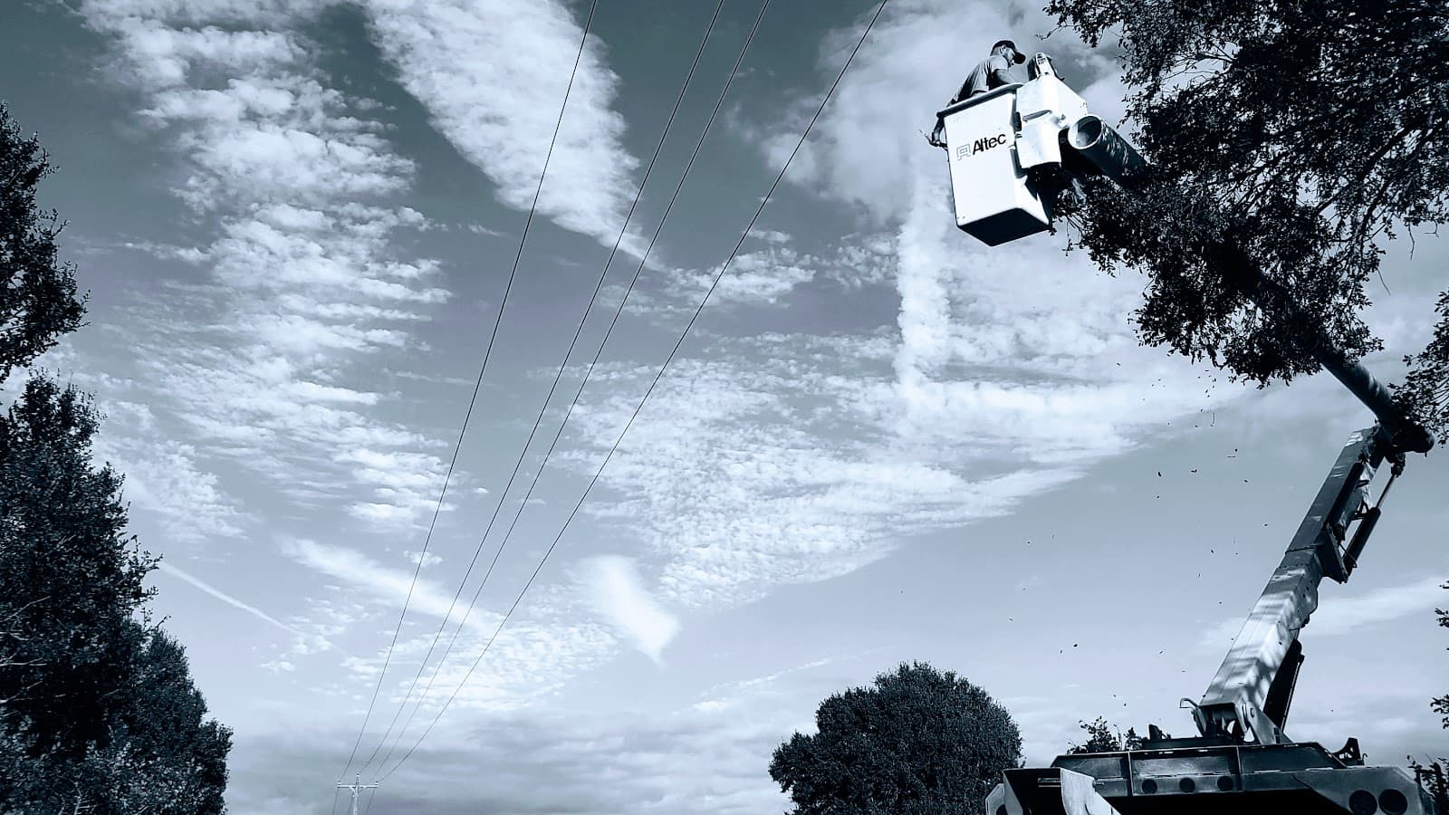 Jareds Tree Trimming And Removal