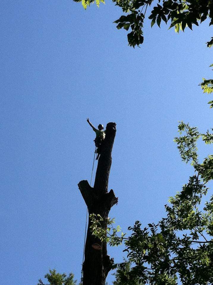 Expert Tree Care LLC